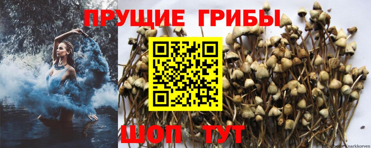 Псилоцибиновые грибы Psilocybe  Североуральск 